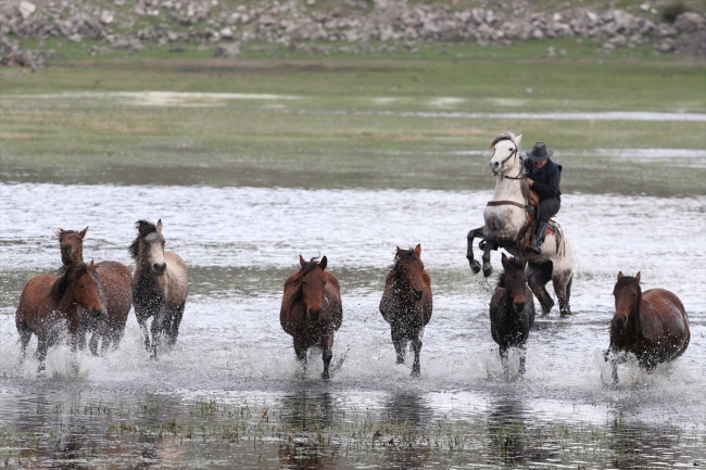 Yılkı atlarını fotoğraflamak için Türkiye’nin dört bir yanından geliyorlar